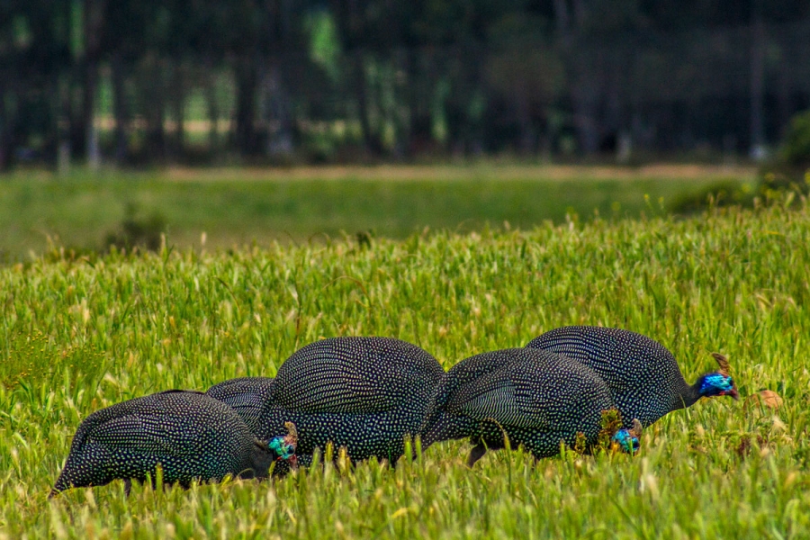 Commercial Property for Sale in Napier Western Cape